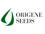 לוגו זרעי אוריג'ן משרד פרסום אהוי קריאייטיב מיתוג סטודיו